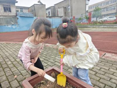 春暮谷雨 童享自然——西山街道第二幼儿园开展谷雨主题活动
