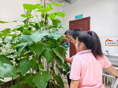 市特殊教育学校迎来首批太空黄瓜采摘季！