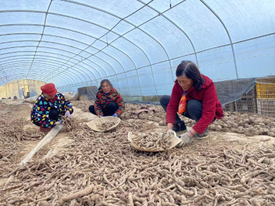 鹤峰农技人员“把脉问诊” 助力魔芋安全越冬