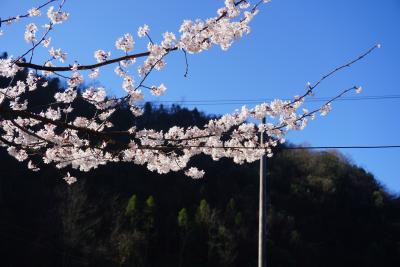 恩施鹤峰：高山樱花盛开