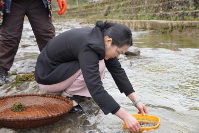 恩施鹤峰：雨后大量出现 乡野美味“地藓皮”