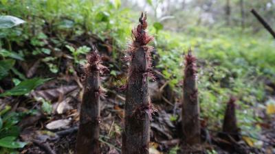 恩施鹤峰：雨后新笋味极鲜