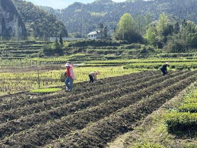 恩施鹤峰：春耕正当时玉米栽种忙