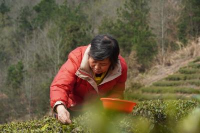 恩施鹤峰：近40万亩茶园陆续开采 荒野茶成新宠