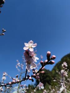 恩施鹤峰：春日桃花 惹人“桃醉”