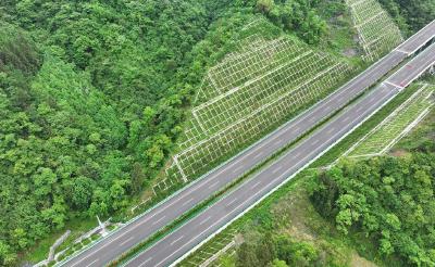 恩施鹤峰：边修路边复绿 “天路”写在诗与远方