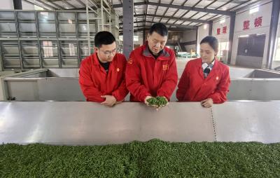 青山凝碧处 绿叶点金时——邱建红与一片叶的故事