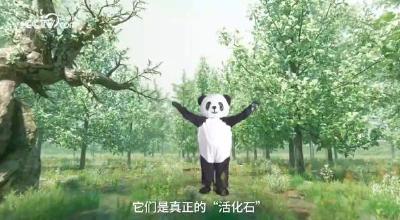 和合之美｜国宝熊猫 和合之道