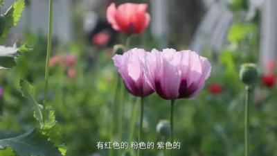 被“关押”的罂粟花，我们一起去探探吧→