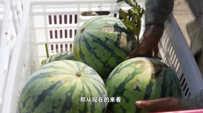 全国设施西瓜优质轻简化栽培现场观摩会在漳河新区举行 