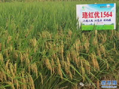 一粒“杂交稻种”串起大别山区富民产业链