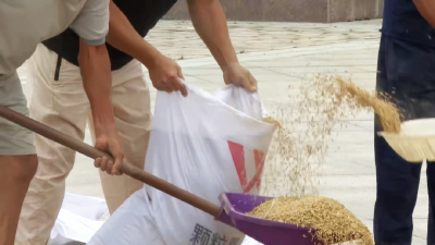 走，去朝阳村看丰收！稻谷满仓、金果梨万斤采摘，丰收味里藏“富味”