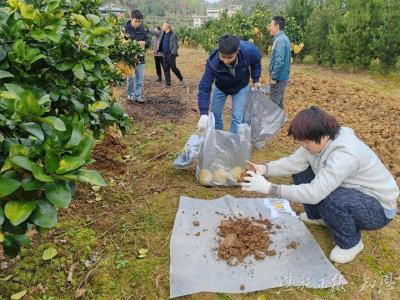 念好白柚产业人才经——宣恩县李家河镇亿元产业的振兴密码