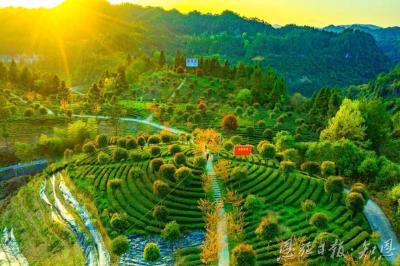 一片茶叶的史诗