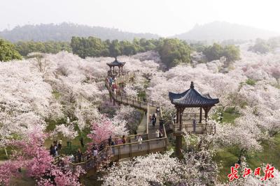 清明假日，湖北省旅游产品搜索热度环比增长超180%，武汉稳居春游“C位”