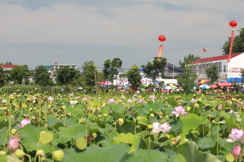 茗山乡黄湾村第三届莲花节开幕