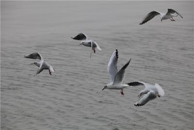 湖北保安湖国家湿地公园管委会领导班子简介