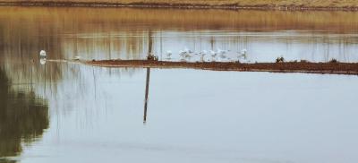 保安湖生态修复成效明显  水质由Ⅳ类提升至Ⅲ类