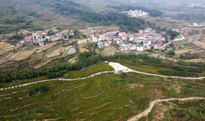 【保持“拼抢实”·奋进“五十强”】（八大行动·聚焦科技创新）刘仁八镇：科技赋能栀子黄产业