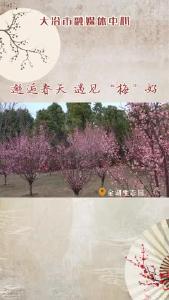 邂逅春天 遇见“梅”好