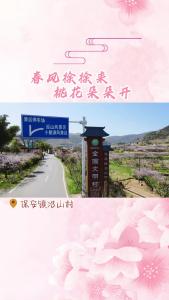 3月15日保安桃花节，现场直播敬请期待