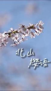 待到樱花烂漫时，一起共赴盛大花事吧