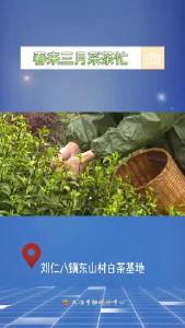 刘仁八镇东山村白茶基地——春来三月采茶忙