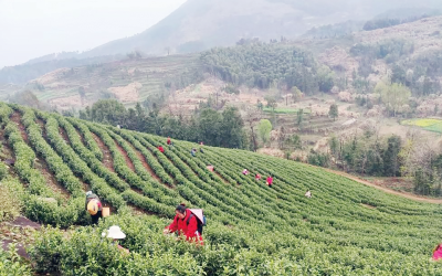 【保持“拼抢实”·奋进“五十强” 聚焦八大行动之乡村振兴】从茶叶到茶业 看一片叶子如何撬动大产业