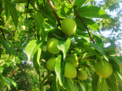 【保持“拼抢实”·奋进“五十强” 聚焦八大行动之乡村振兴】盘茶村：谱写乡村振兴“三部曲”