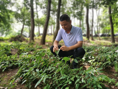 【绿色守望者】杨道君：黄石地区淫羊藿种植第一人