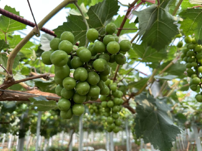 【聚焦】平原村：整治环境提“颜值” 发展产业富“口袋