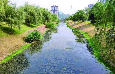 【聚焦】熊家洲中心港水体污染谁之过？