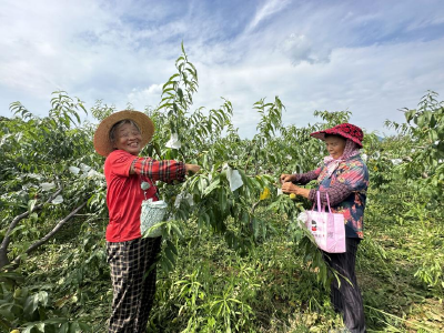 【保持“拼抢实”·奋进“五十强” 聚焦八大行动之乡村振兴】 踩畈村：种下黄桃树 结出致富果
