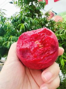 【下基层 察民情 解民忧 暖民心】狗血桃喜获丰收 爱心接力解民忧