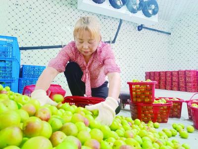 金山店镇：全力擦亮“李产业”品牌