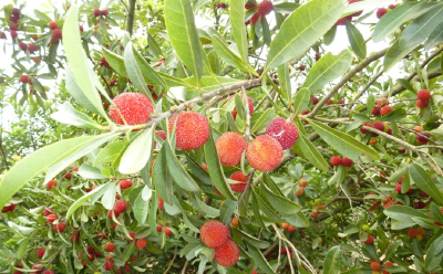 【保持“拼抢实”·奋进“五十强” 聚焦八大行动之乡村振兴】享受夏日“梅”好时光 金牛镇胜桥村的杨梅熟了