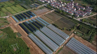 【保持“拼抢实”·奋进“五十强” 聚焦八大行动之乡村振兴】秀山村：果蔬大棚绿意浓 奏响集体“增收曲”