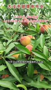 2023年第十五届大冶保安采桃季开始预热啦