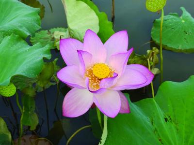 【保持“拼抢实”·奋进“五十强” 聚焦八大行动之乡村振兴】以莲为媒，绘就乡村振兴新画卷——茗山乡第七届莲花节开幕