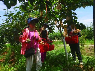 金牛镇：特色水果产业迎来丰收 “甜蜜经济”助力乡村振兴