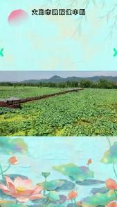 2023年茗山乡黄湾第七届莲花节开幕