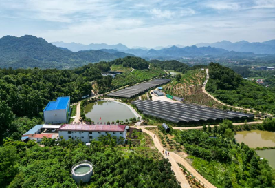 千亩荒山变身“药材福地”“绿色银行”