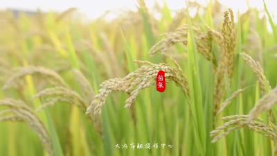 “夏意犹未尽，忽闻秋已来。”