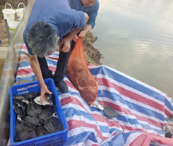 京山1.4万余斤中华鳖苗“落户”陈贵镇