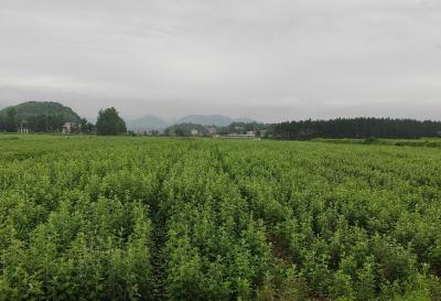 【保持“拼抢实”·奋进“五十强” 聚焦八大行动之乡村振兴】金牛镇：中药材种植激活产业发展新动能