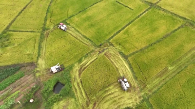 【保持“拼抢实”·奋进“五十强” 聚焦八大行动之乡村振兴】稻菽千重浪 农户收割忙