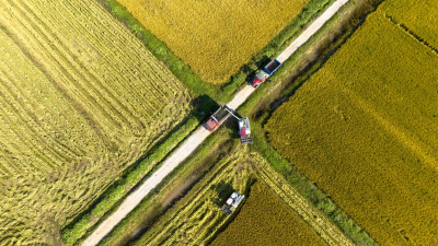 秋收“丰”景