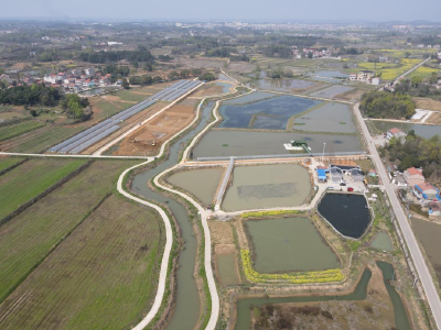 【保持“拼抢实”·奋进“五十强” 聚焦八大行动之乡村振兴】金牛镇：特色水产养殖为乡村振兴注入新活力