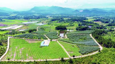 产业振兴的大冶探索 　