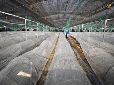 【冲刺开门红】做优蔬菜产业 做强矿山企业 大箕铺镇奋力冲刺“开门红”